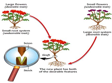 Vegetative Propagation