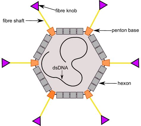 A Schematic Drawing Of Human Adenovirus Showing The Major Capsid