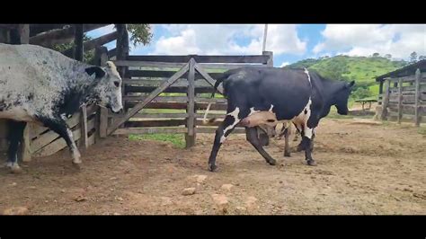 Novilhas Girolandas Prenhas E Entourada Regi O De Alfenas Mg