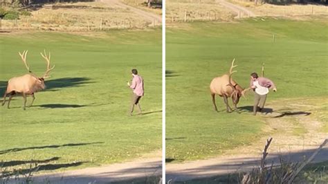 Bull Elk Attacks Tourist In Colorado Park Crazy Video Shows