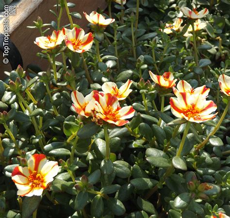 Portulaca Oleracea Common Purslane