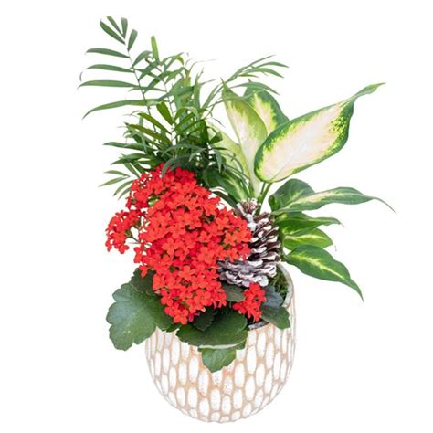 Tropi Co 2 Pack Seasonal Indoor 7 In Decorative Planters With Live