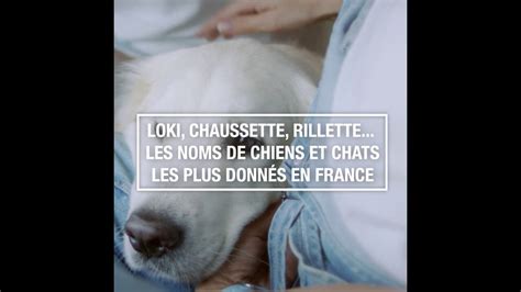 Loki Chaussette Rillette Les Noms De Chiens Et Chats Les Plus