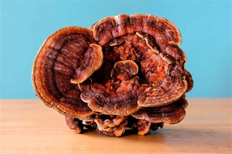 Top 9 Best Reishi Mushroom Supplements Reviewed