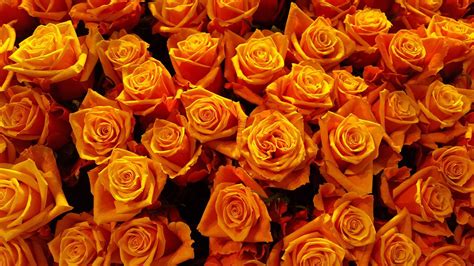 Orange Roses Desktop Wallpapers - Top Free Orange Roses Desktop ...