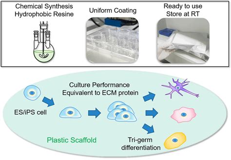 Schematic Illustration Of The Human Pluripotent Stem Cell Culture Using