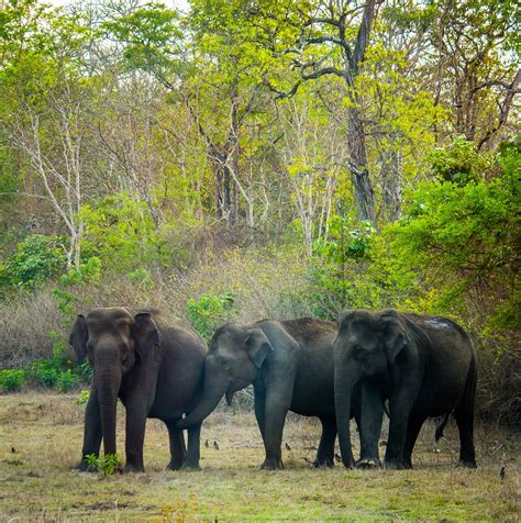 Gajah Hewan Margasatwa Binatang Yg Foto Gratis Di Pixabay Pixabay