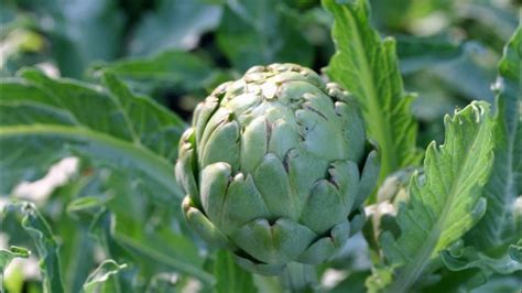 What Do Artichokes Taste Like Youtube