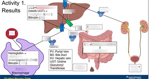 Bilirubin Metabolism Diagram