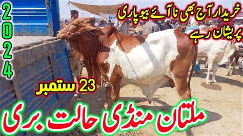 Multan Cow Mandi Latest Update Today 23 09 2023 Multan Cattle Market