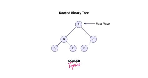 Types Of Binary Tree Scaler Topics 3672 Hot Sex Picture