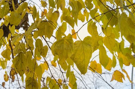 Autumn Colored Leaves of Linden Tree in Winter Time Stock Photo - Image of carbon, simmetry ...