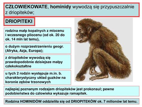 Ppt Antropogeneza Pochodzenie Cz Owieka Powerpoint Presentation