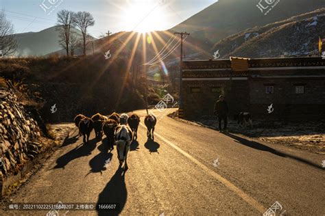 牦牛高山丘壑自然风景摄影素材汇图网