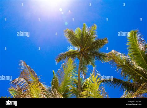 Coconut Palm Tree On The Sandy Beach In Seyshelles Stock Photo Alamy