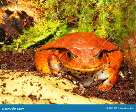 Tomato Frog Dyscophus Antongilii Stock Photo Image Of Toad Orange