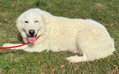 Dog For Adoption Mabel A Great Pyrenees In National Park Nj Alpha Paw