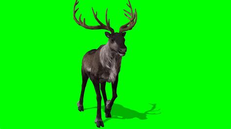 Reindeer Animation Stock Video Footage for Free Download