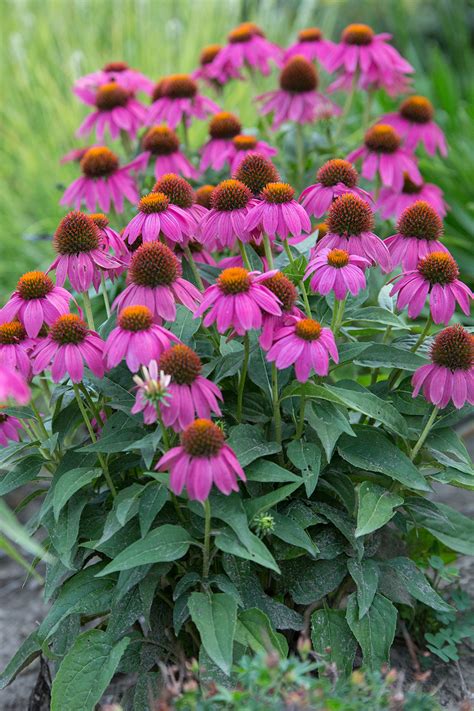 Echinacea Purpurea Powwow® Wild Berry Stonehouse Nursery