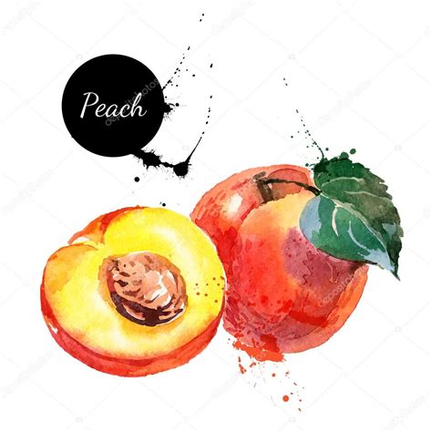 Hand Drawn Watercolor Painting Peaches Vector Image By Pimonova