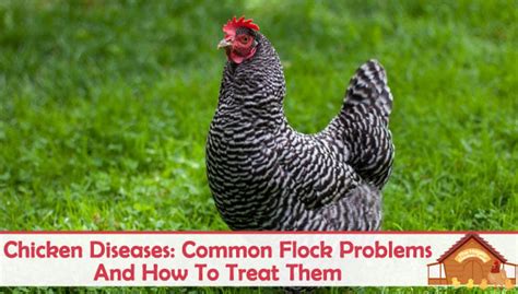 Common Chicken Diseases And Treatment For Them The Happy Chicken Coop