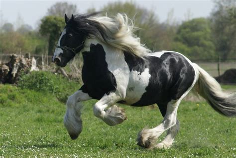 Stallion Etalon De Lélevage Brazsweet Stallion Etalon Irish Cob