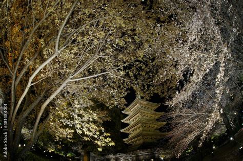 Night view of World Heritage, Kyoto TOJI temple in cherry blossom ...