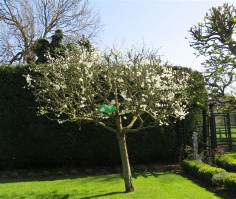 my lovely victoria plum tree with spring blossom | Garden design, Garden fence, Garden