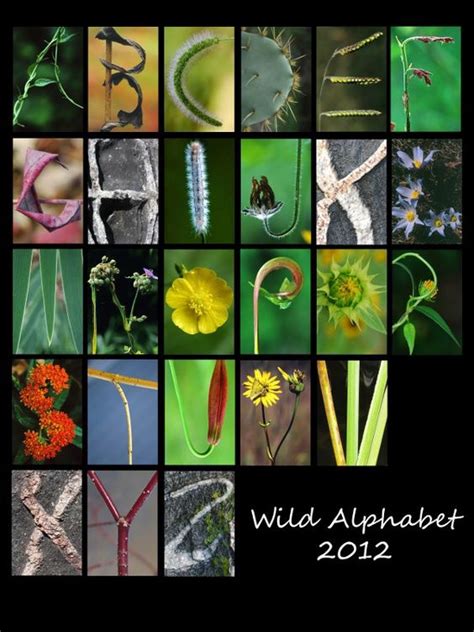 Alphabet In Nature