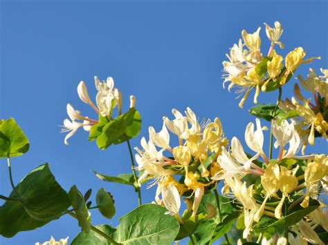 Honeysuckle Varieties Distinguishing Different Kinds Of Honeysuckles