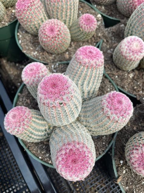 Rare Cactus Echinocereus Rigidissimus Rainbow Cluster Etsy