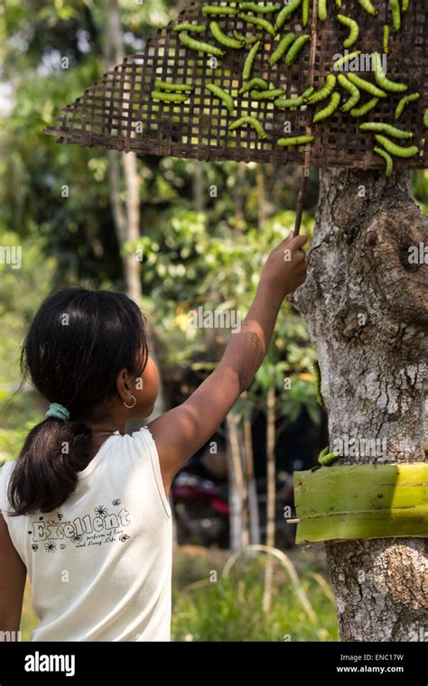 May 2 2015 Sivasagar Assam India An Indian Girl Releases Half