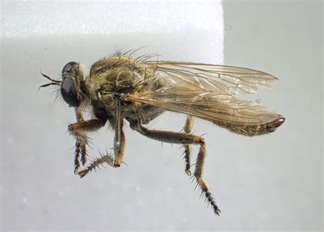 Machimus Cingulatus Pinned Male Lullington Heath Sussex Flickr