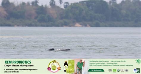 One Baby Irrawaddy Dolphin Found in Kratie Province| Cambodianess