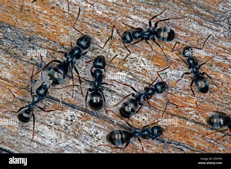 Negro Ant Formica Fusca Crawling On Wood Germany Stock Photo Alamy