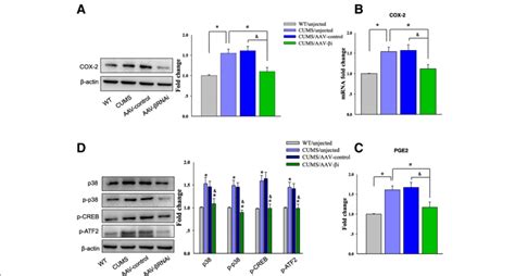 Knocking Down Of Camkii In Ca Suppresses Hyperactivity Of The