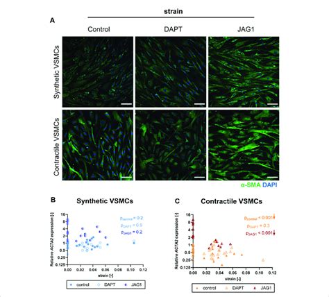 The Impact Of Notch Signal Inhibition And Activation On Strain Mediated