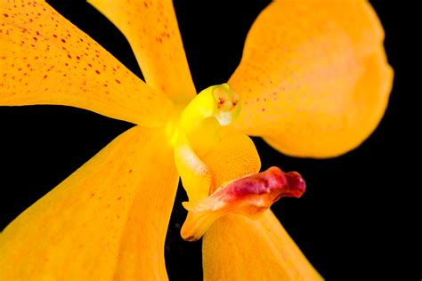 Banco de imagens Flor plantar folha flor pétala laranja amarelo