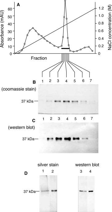 Sds Page And Immunoblot Analysis Of The Purified Recombinant Lg