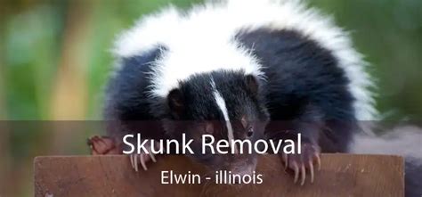 skunk removal  elwin  rid  skunks   yard home