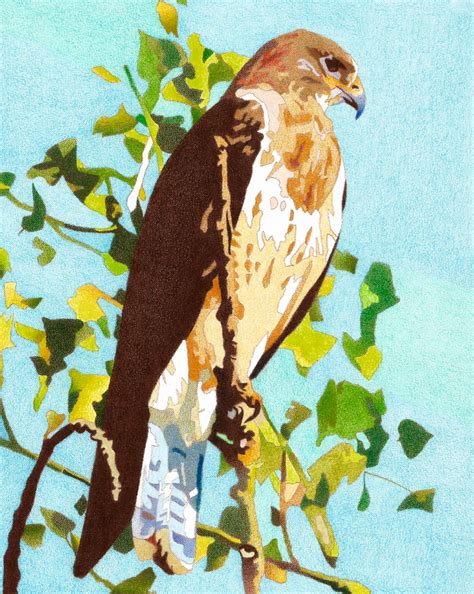 Golden Hawk Colored Pencil Drawing