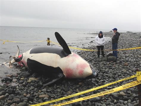 Medio ambiente Por fin sabemos quién está asesinando a las orcas