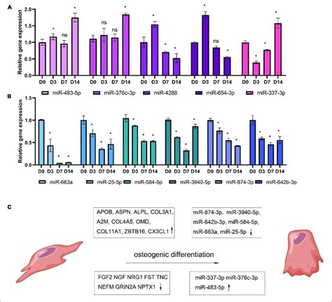 Candidate Mirnas Change During Osteogenic Differentiation Of Pdlscs