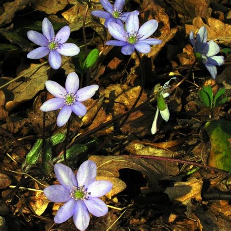 Przylaszczka Pospolita Hepatica Nobilis Opis Wygl D Wymagania