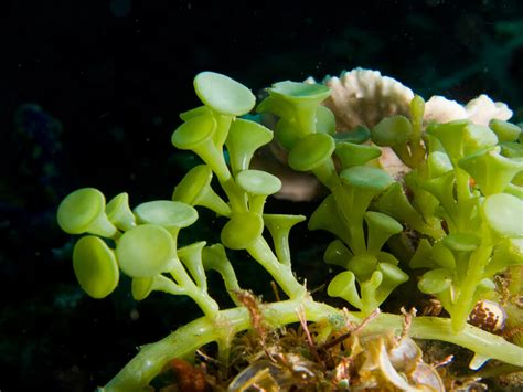 algae plants  defense  plants
