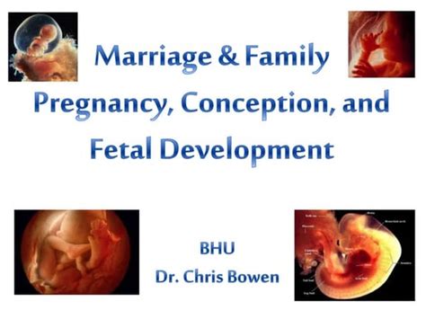 Fetal Development And The Three Stages Of Labor And Delivery By Sandr…