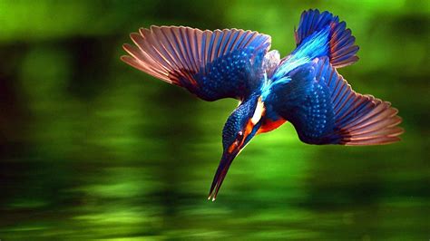 kingfisher bird images  kfyt