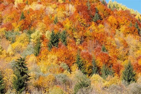 Premium Photo Autumn Carpathians Ukraine