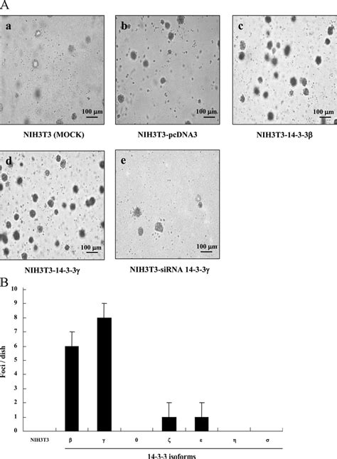 Colony Forming And Focus Forming Assays Of Nih T Cells Stably