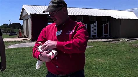 4 H Poultry Showmanship Youtube